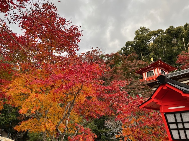 明治の森箕面国定公園もみじまつり2025
