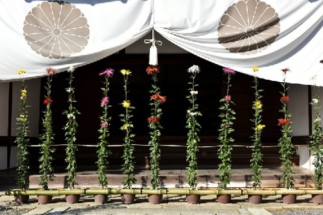 第19回しまね花の郷菊まつり 特別展示「王朝の菊花~嵯峨菊~」
