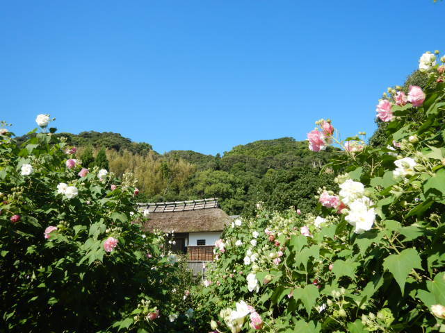 【花・見ごろ】大鐘家の酔芙蓉