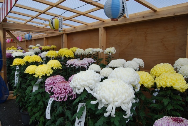 西川菊まつり