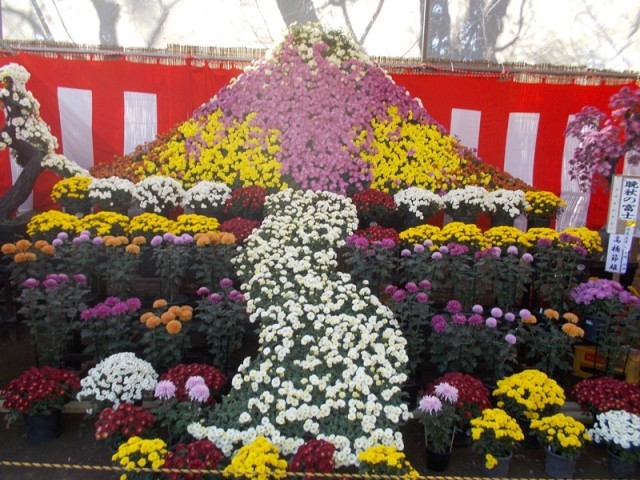 下妻市菊まつり