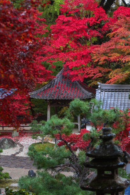 【紅葉・見ごろ】長安寺