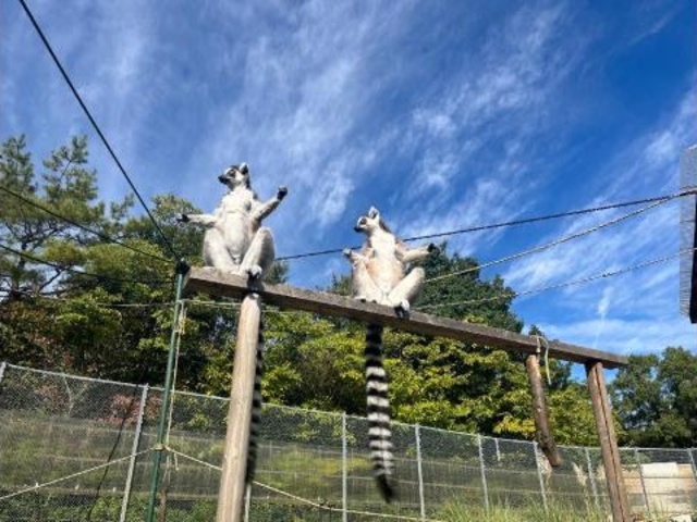 ギボレムまつり モーニングツアー 日光浴を一緒にしよう!