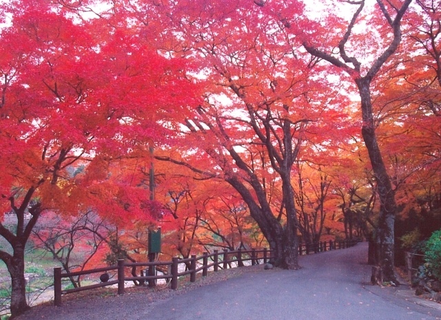 養老公園もみじまつり 芸術の秋in養老