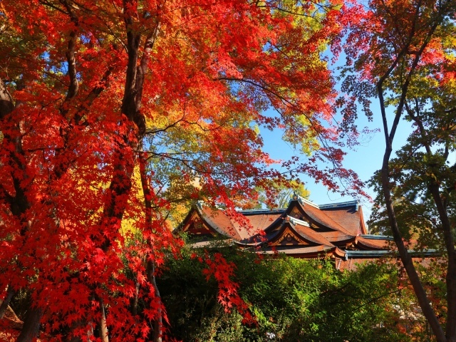 【紅葉・見ごろ】北野天満宮 史跡御土居のもみじ苑