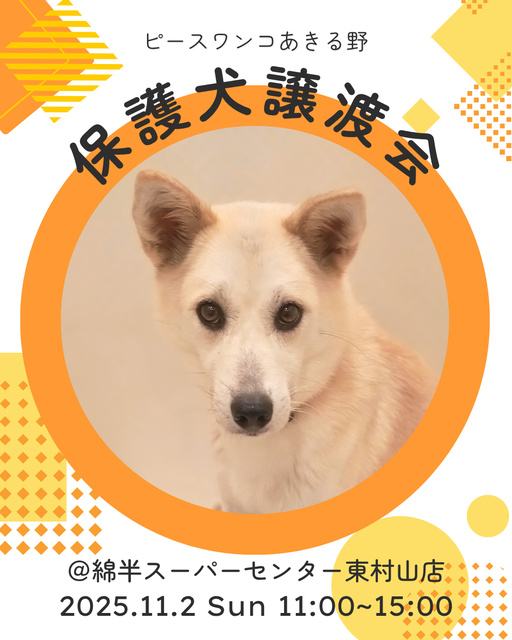 保護犬譲渡会＠綿半東村山店