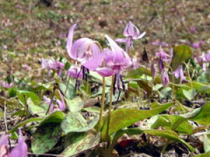 【花・見ごろ】越前町立福井総合植物園　プラントピア　カタクリ