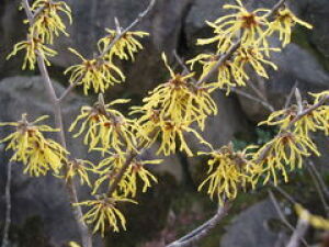 【花・見ごろ】越前町立福井総合植物園 プラントピア マンサク