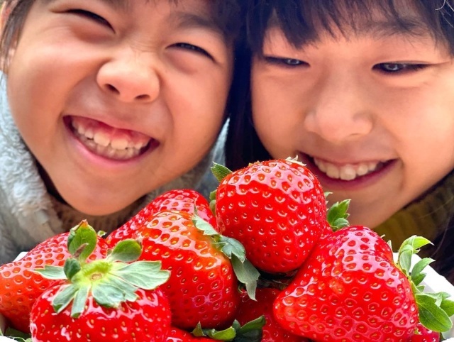 令和７年度 さんむ苺まつり