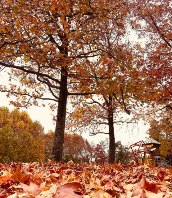 【紅葉・見ごろ】服部緑地