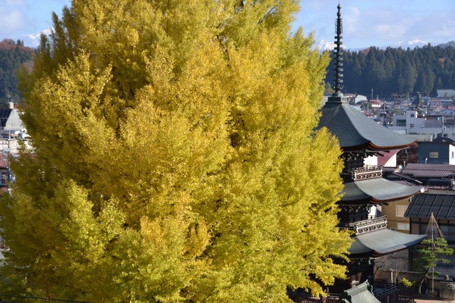 【紅葉・見ごろ】飛騨国分寺