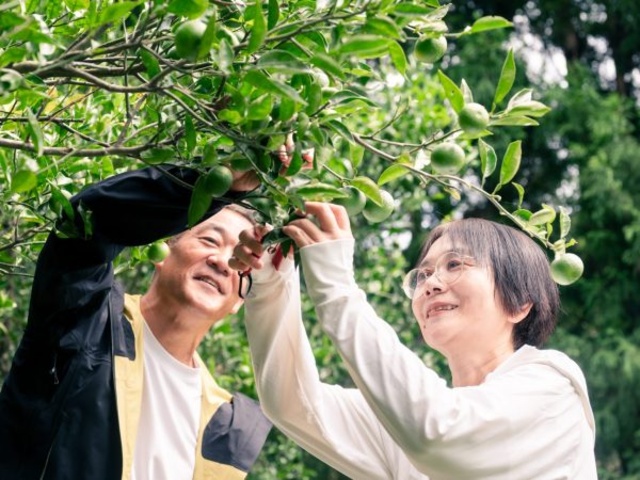 希少柑橘「長門ゆずきち」収穫&蒸留体験