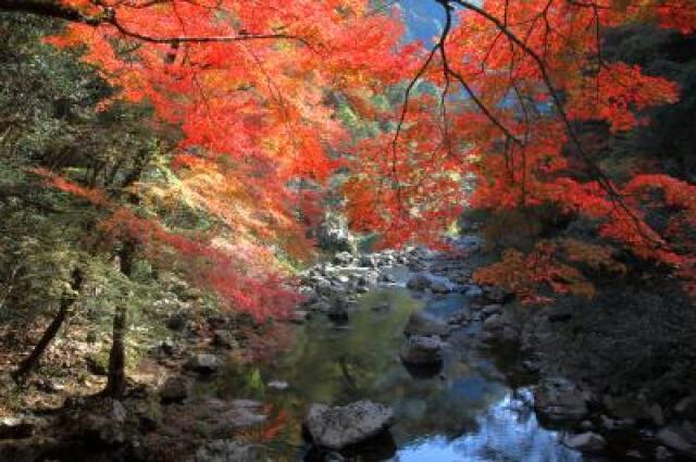 【紅葉・見ごろ】山野峡