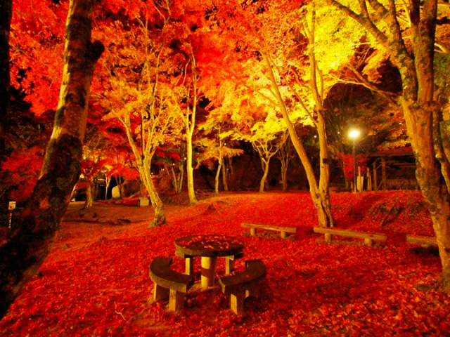 笠置山もみじ公園「もみじライトアップ」
