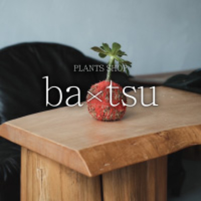 「ba×tsu」毛糸の苔玉ワークショップ