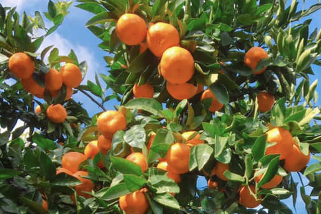 ダイマル農園 みかん狩り