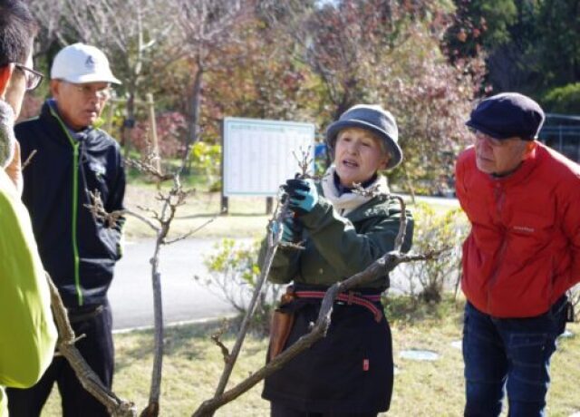 塚本こなみの園芸教室「フジの盆栽の育て方」