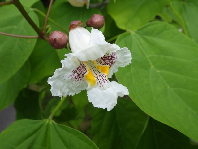 道草ウォーキング(11月)