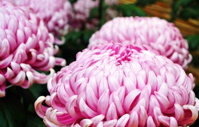 如意輪寺 菊まつり