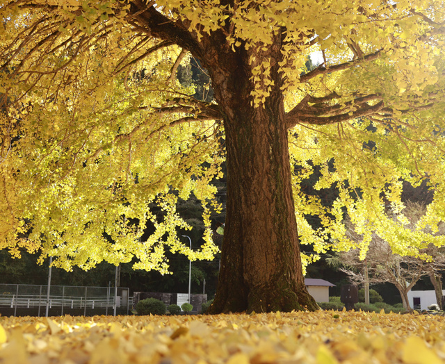 日野上イチョウ2025