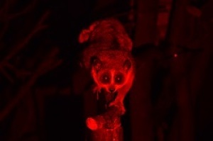 見学会「スローロリス保全センター」(11月)