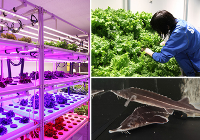 「アグリウム」植物工場ツアー~レタス収穫付き~