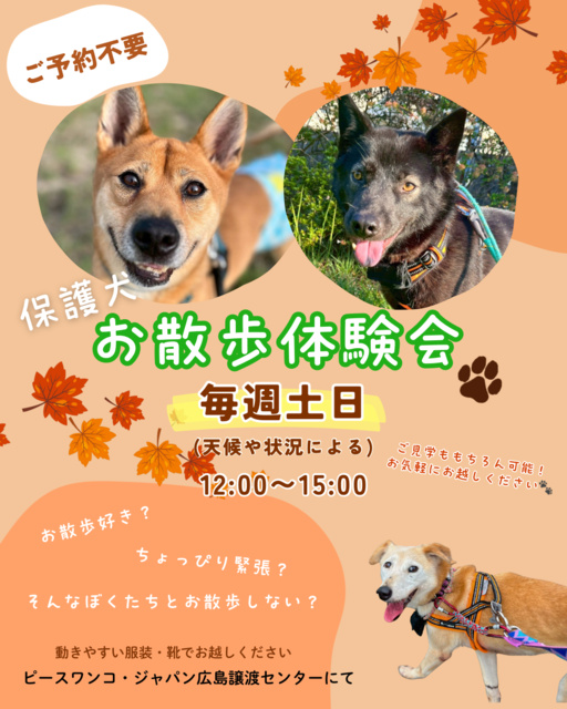 保護犬お散歩体験会