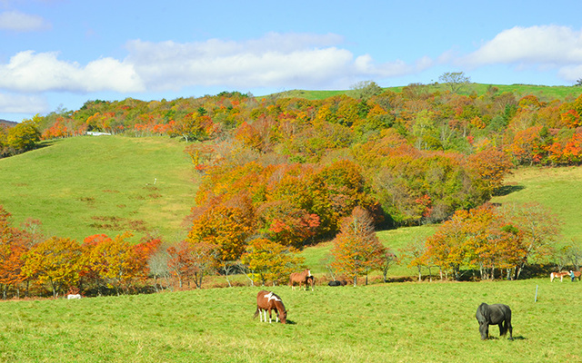 【紅葉・見ごろ】荒川高原