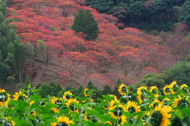 【紅葉・見ごろ】鷹取山のハゼ