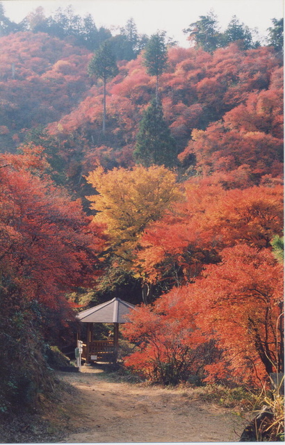 【紅葉・見ごろ】宮路山