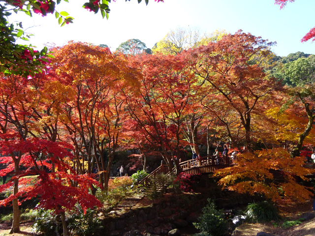 熱海梅園もみじまつり