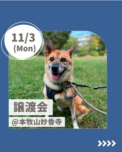 保護犬譲渡会 本牧山・妙香寺
