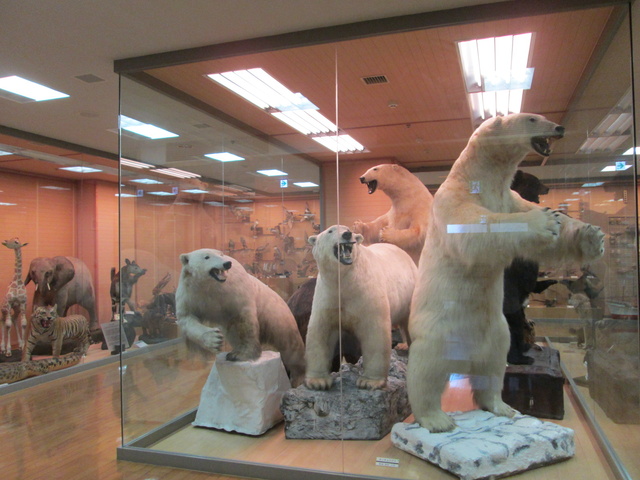 特別展「きしわだ自然資料館ともに歩んだ30年」