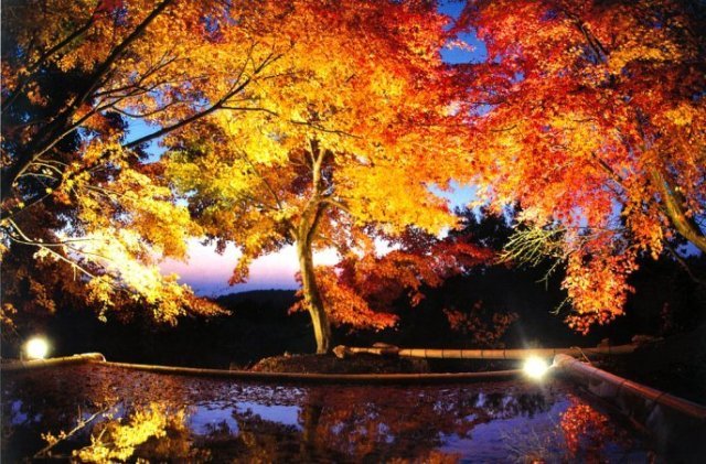 三十路苑 紅葉ライトアップ