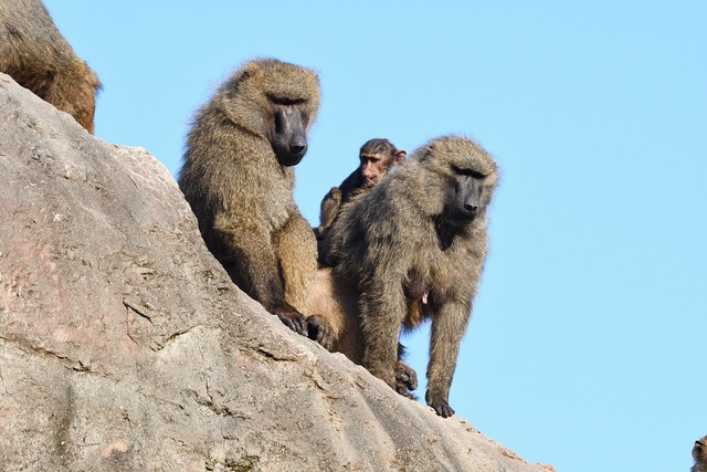 飼育係とおはなしサタデー ~ヒヒ山の中を探検しよう~