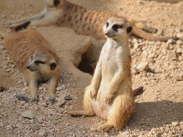 飼育係とおはなしサタデー ~ミーアキャットとチンパンジーについてのお話~