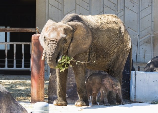 広島市安佐動物公園 文化の日 入園料無料