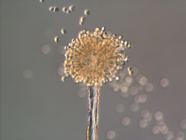 こうじで腸活しよう!