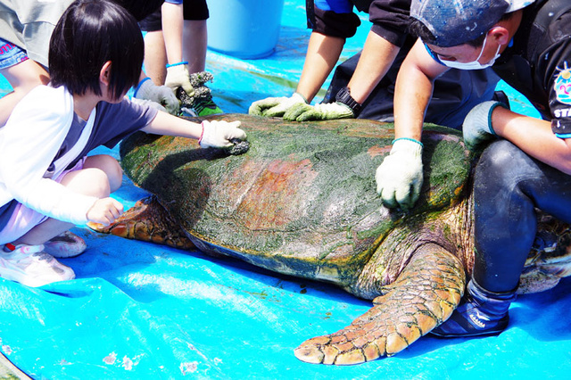 ウミガメ甲羅みがき体験