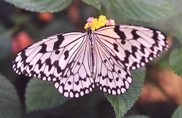 チョウのクリスマスカード作り
