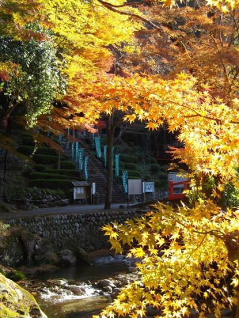 【紅葉・見ごろ】伊勢山上飯福田寺