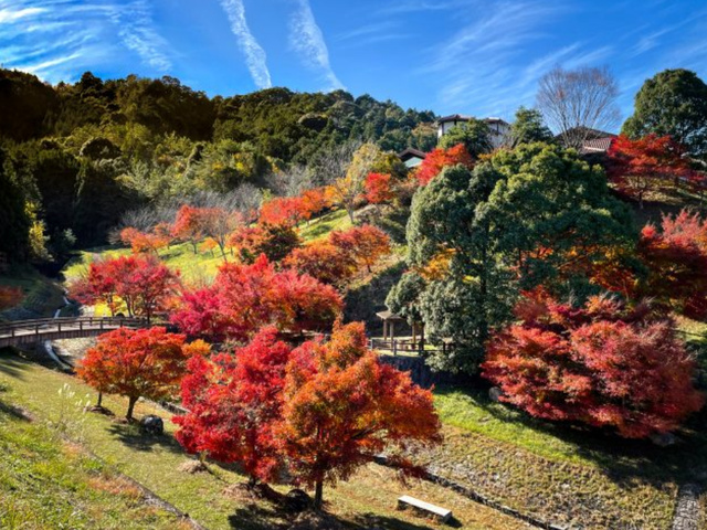 【紅葉・見ごろ】もみじ谷公園