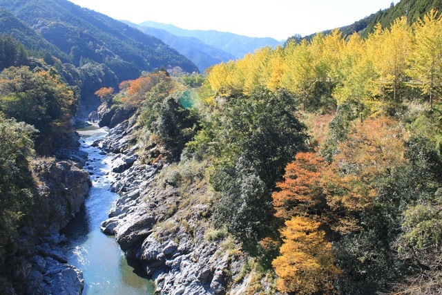【紅葉・見ごろ】領内峡のイチョウ並木