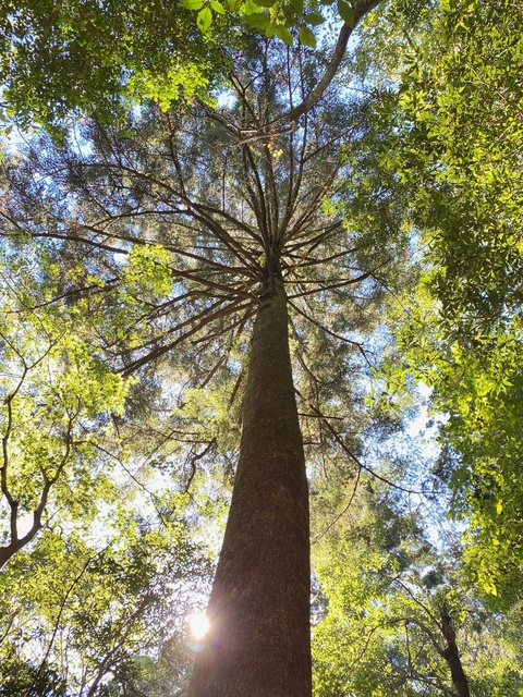 観察会「横倉山の樹木」