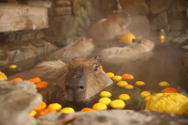 カピバラの露天風呂