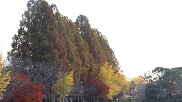 【紅葉・見ごろ】城山公園