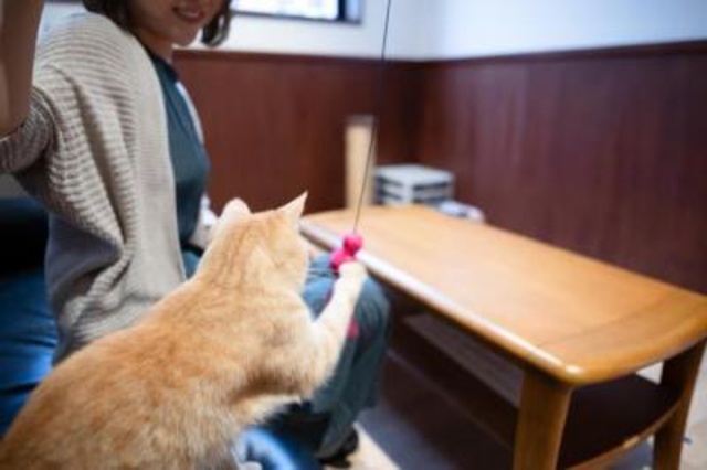 広島県動物愛護センター 猫ふれあい体験（12月）