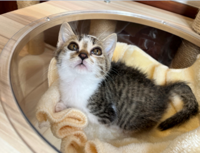 広島県動物愛護センター にゃんこセミナー（12月）