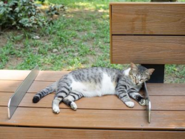 広島県動物愛護センター 地域猫セミナー（12月）