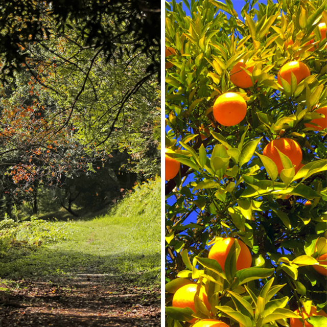 五感で楽しむ癒し体験　森林セラピー＋みかん狩り体験